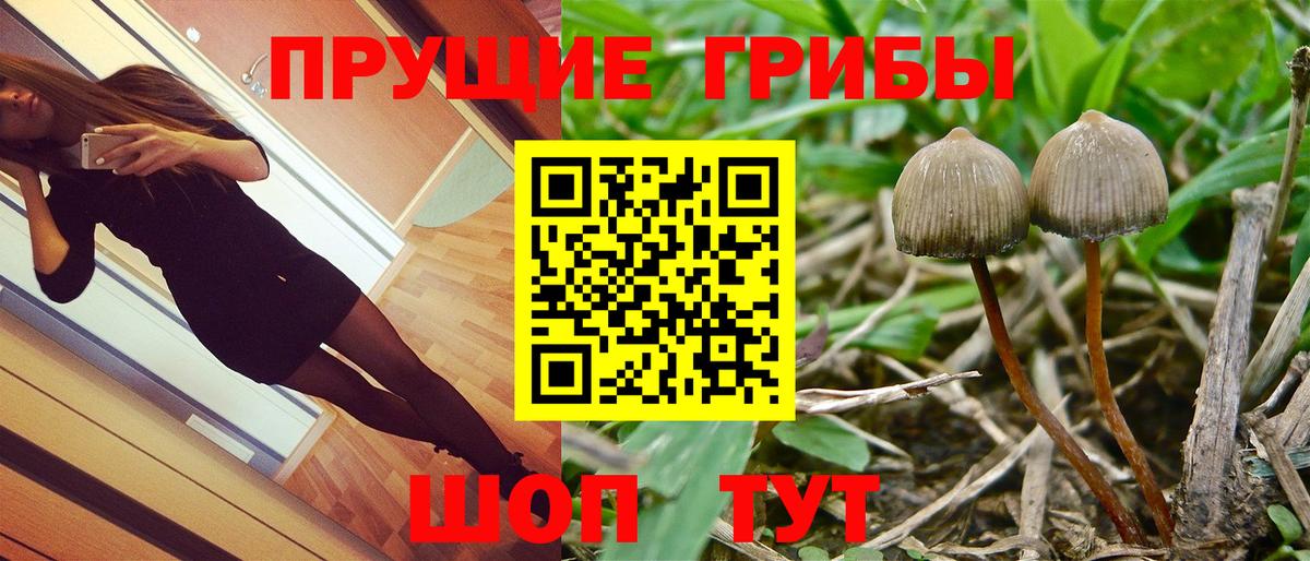 Псилоцибиновые грибы GOLDEN TEACHER  Губаха  Галлюциногенные грибы GOLDEN TEACHER 